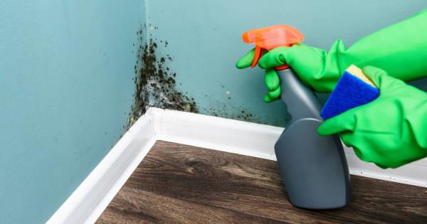 Home Invasion: Mould in your house