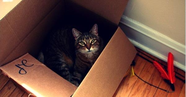 Tips for Moving with Cats and Dogs